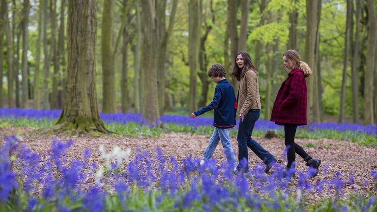 People walking through the bluebell wood at Badbury